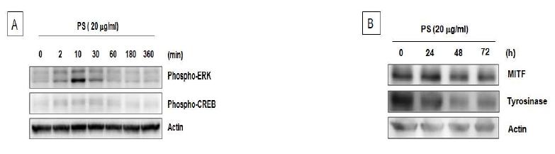 PS의 신호전달 경로와 Tyrosinase의 발현에 미치는 영향