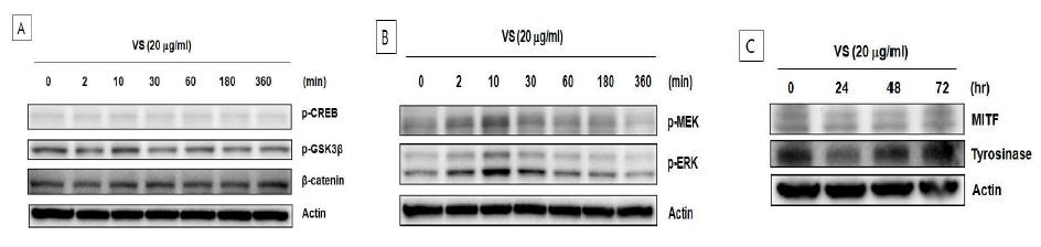 VS의 신호전달 경로와 Tyrosinase의 발현에 미치는 영향