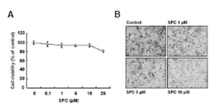 SPC의 처리에 따르는 마우스 멜라닌세포의 색소합성억제효과