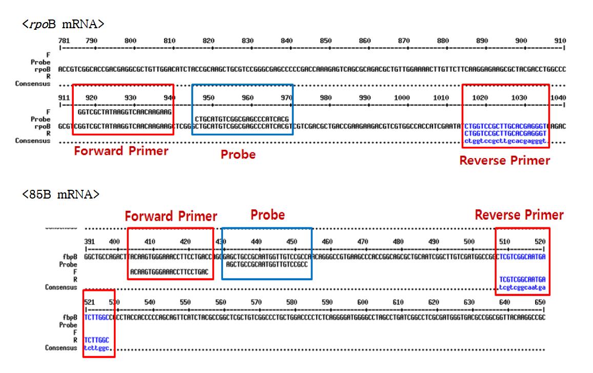 결핵균 타겟 유전자 16S rRNA, rpoB mRNA, 85B mRNA의 표준염기서열 및프라이머쌍과 TaqMan 프로브의 염기서열