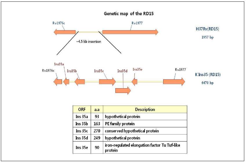 결핵균 K 균주의 RD15 부분에 삽입된 유전자 배열.