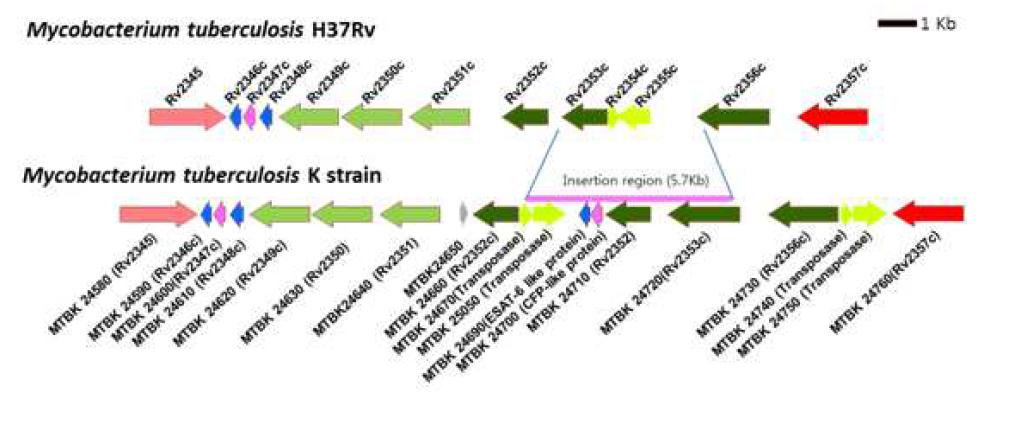 Alignment of MTBK_24690 compared with its related family proteins in M. tuberculosis H37Rv