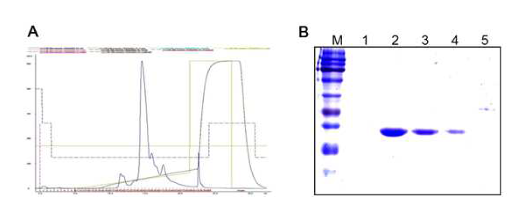 Purification of recombinant MTBK_24690 expressed in E. coli BL21.