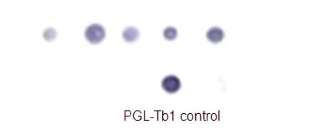 DOT- ELISA에 의한 결핵균 특이 PGL- Tb1 항원의 검출.