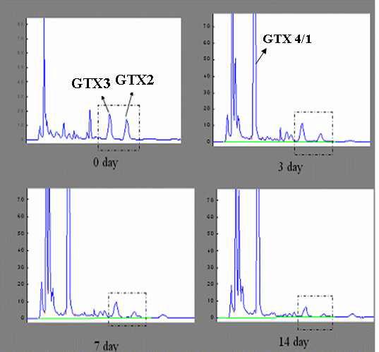 ZMS25균주에 의한 마비성패독(GTX 2/GTX3)의 HPLC chromatogram