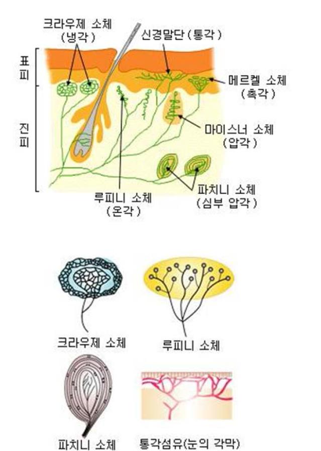 인체 촉각 메커니즘