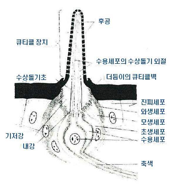 감각자의 종단면 모식도