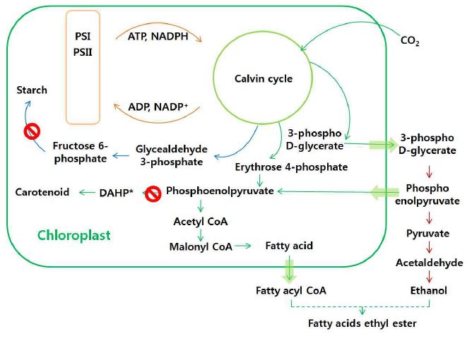 Coccomyxa subellipsoidea C-169의 chloroplast 내 대사경로 및 바이오연료 생산을 위한 대사설계도