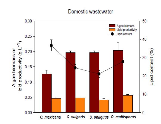 Lipid content of robust microalgal species in municipal wastewater
