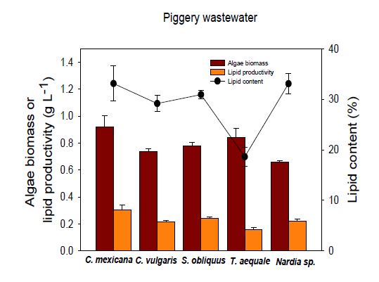 Lipid content of robust microalgal species in piggery wastewater