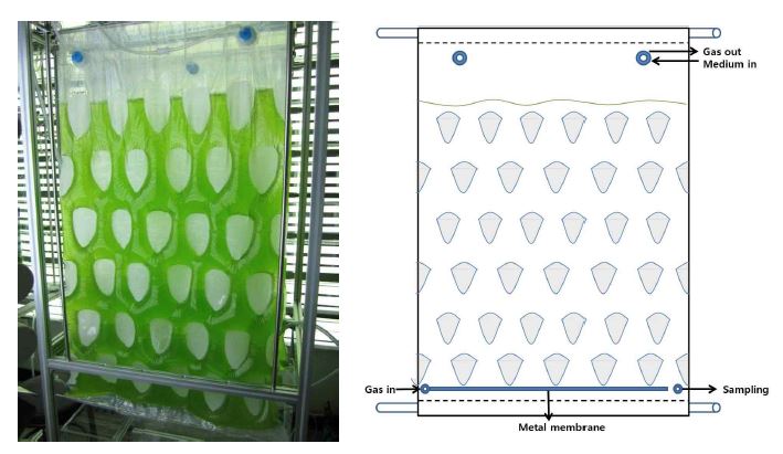 창문구조 평판형 투명필름 광생물반응기의 사진 및 모식도