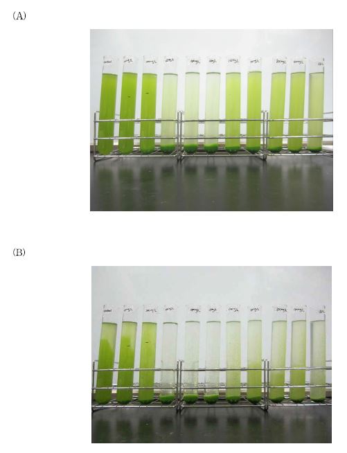 Alum 농도에 따른 반응 1시간(A) 및 16시간(B) 경과 후 사진