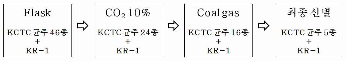 바이오연료 생산용 KCTC 미세조류 선별 과정