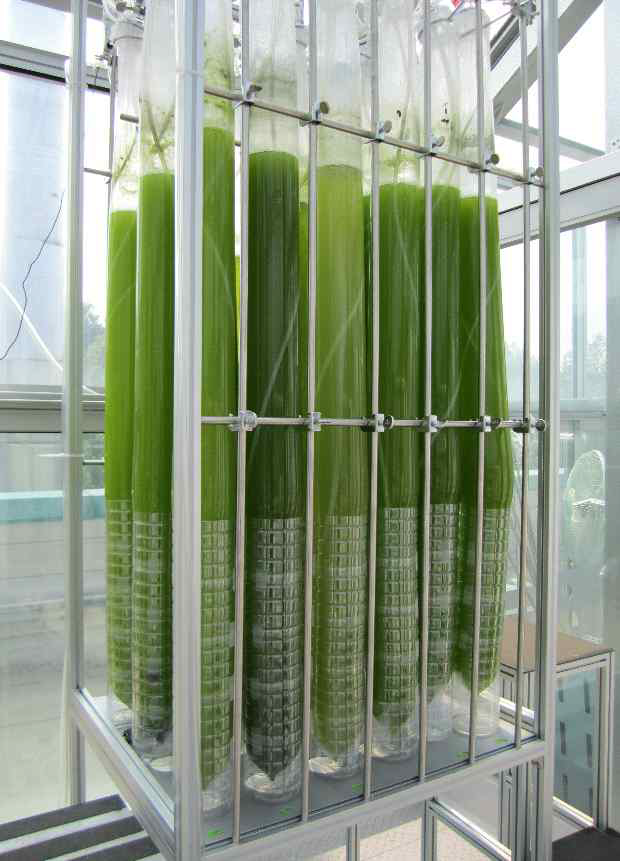 원통형 투명비닐 광생물반응기 이용 KCTC 및 KR-1 균주 배양 사진