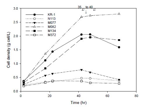 고온에서 KCTC 및 KR-1 균주의 시간에 따른 균체농도 변화