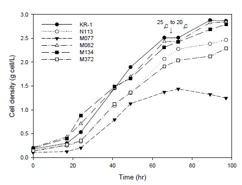 저온에서 KCTC 및 KR-1 균주의 시간에 따른 균체농도 변화