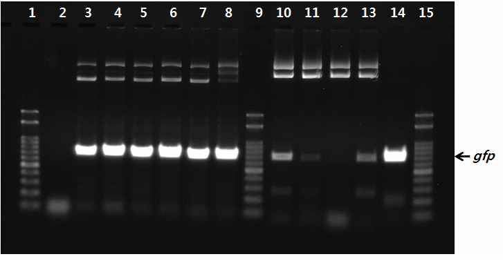Agrobacterium tumefaciens LBA4404의 형질전환 후 각각의 colony로부터 추출한 plasmid를 이용한 gfp 유전자의 검증.