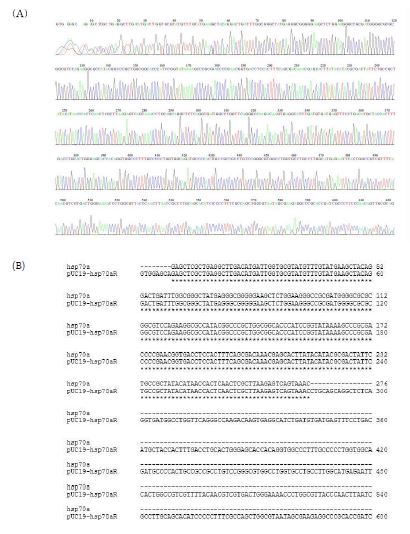 pUC19 plasmid의 multi-cloning site에 hsp70a promoter를 삽입한 cloning 결과.