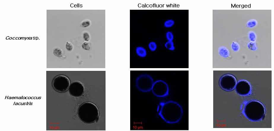 Calcofluor white를 사용한 미세조류 세포벽의 염색