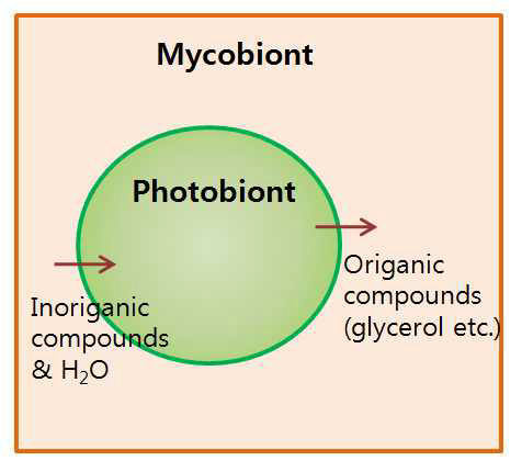 Symbiotic system between mycobionts and photobionts in lichen