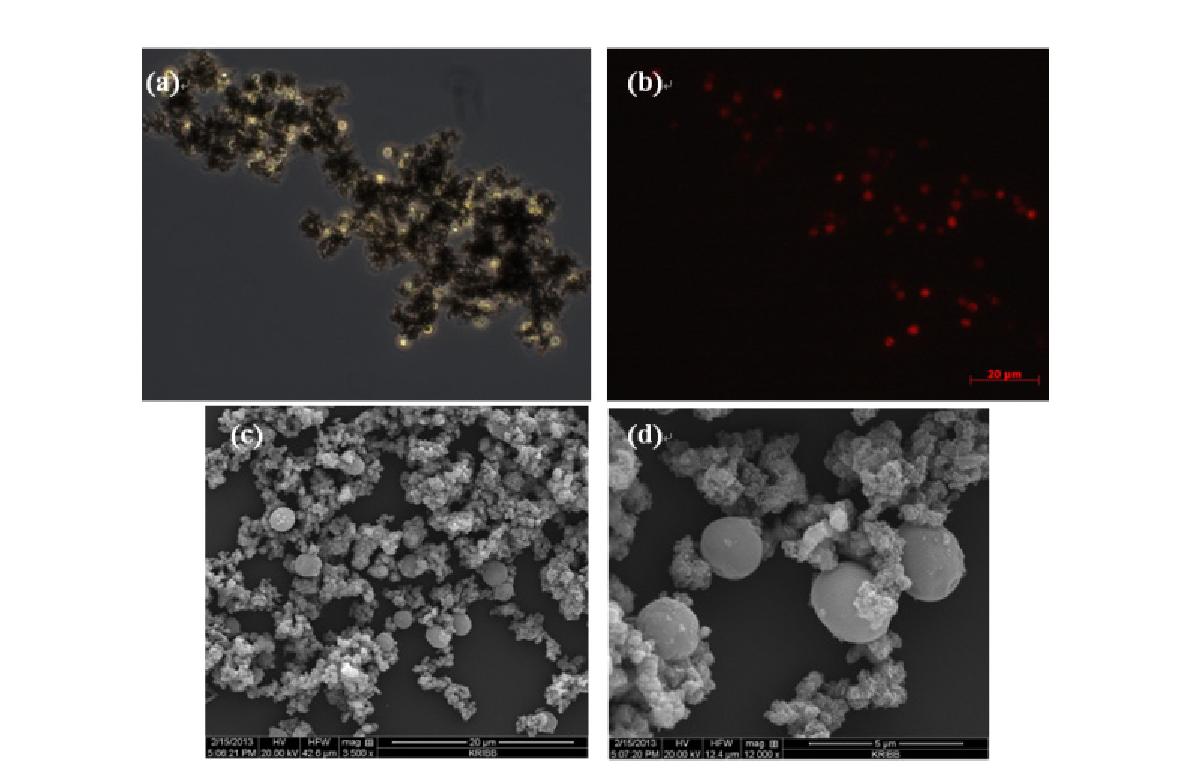 미세조류와 Aminoclay-nZVI 복합체 응집물의 광학 및 전자현미경 사진