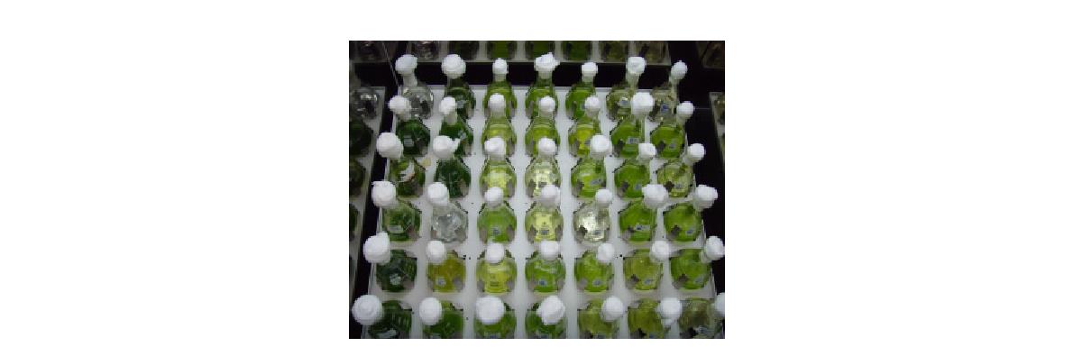 Cultivation of microalgae using BBM