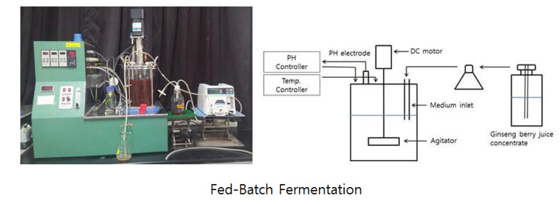 Fed-batch fermentation process.