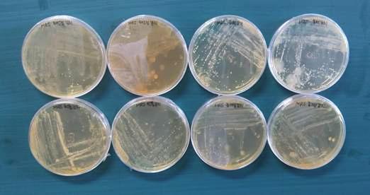 Colonies of strains isolated from fermented kimchi. The strains grew on MRSA2S at 30oC for 48 h at incubator