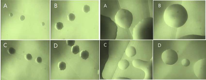 Typical colonies isolated from of Kimchis