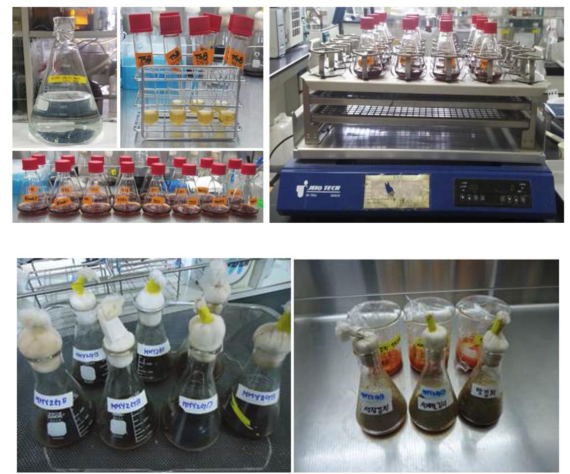 Liquid culture for isolation of strains capable of ginseng berry fermentation.