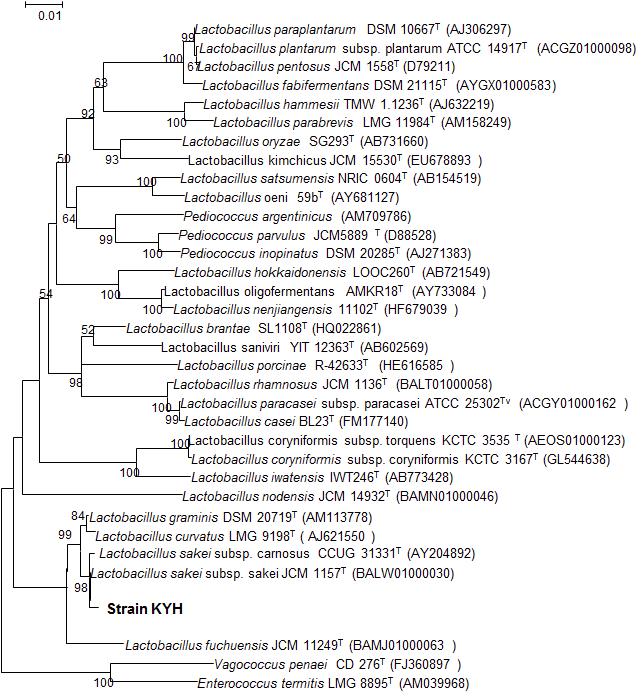 Phylogenetic tree showing the phylogenetic relationships of strain KYH and representative species of the genera Lactobacillus