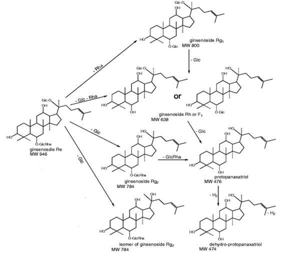 Relative ginsenosides such as Rg1, Rg2, F1, and protopanaxtriol to Re.