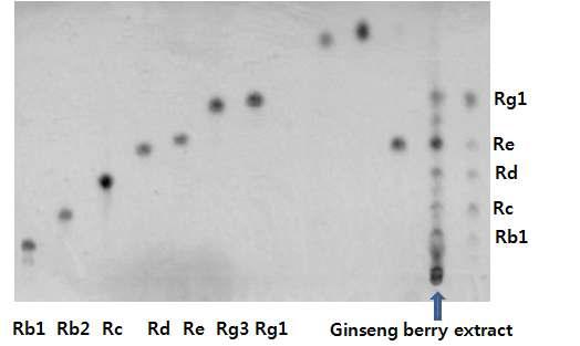 TLC chromatogram of ginsenoside of ginseng berry extract