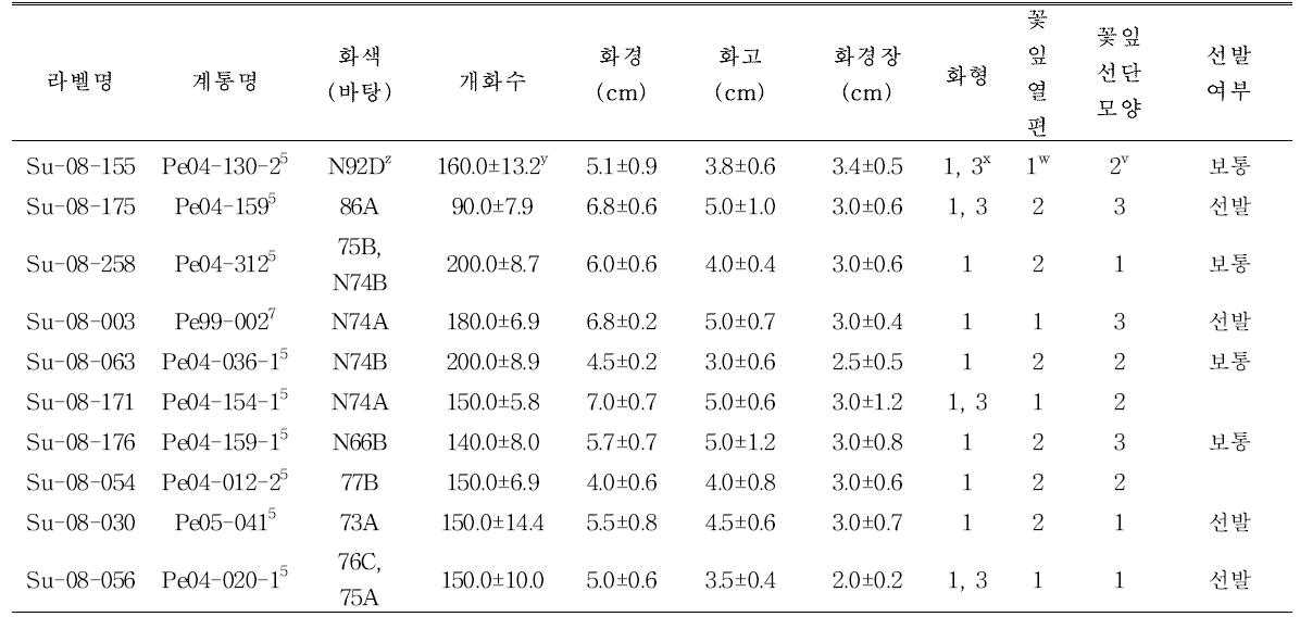 사피니아 내병성 계통의 개화 특성.