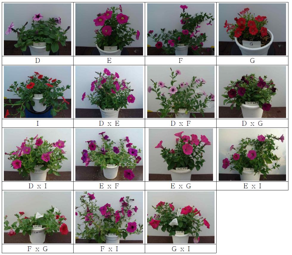 Growth and flowering characteristics of 5 parents(D to I) and 10 F1 hybrids of Petunia ☓ hybrida.