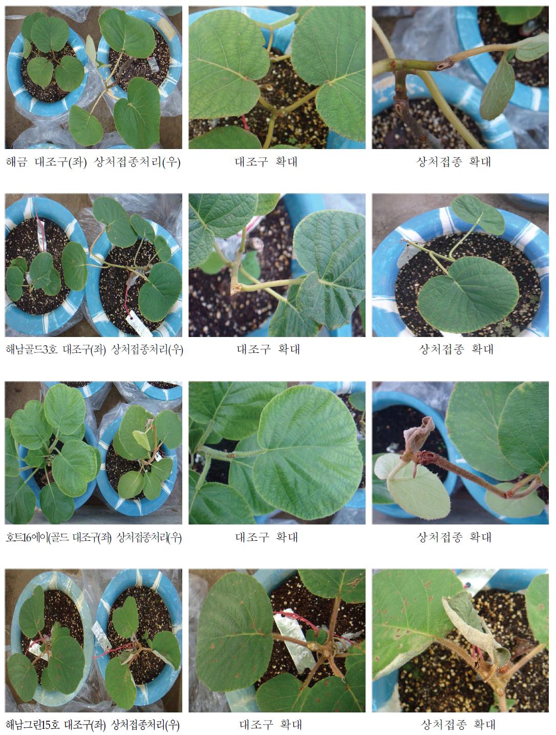 참다래 종별 궤양병 저항성 검정