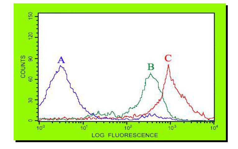 FACScan analysis of propidium iodide staining in C. albicans. C.