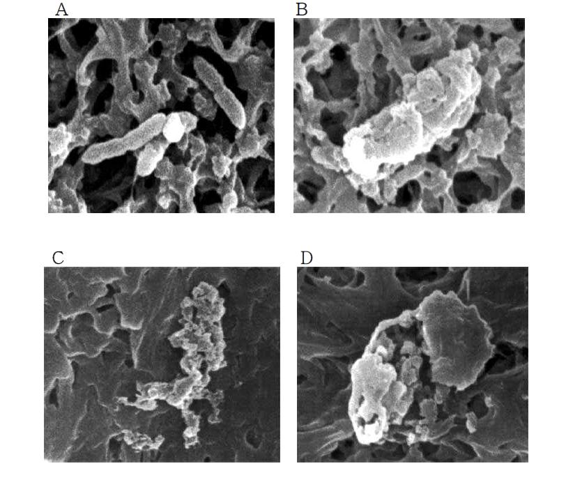 Scanning electron micrographs of untreated (A) and after treatment for 30 min at 37℃ with 1.56 M peptides of P