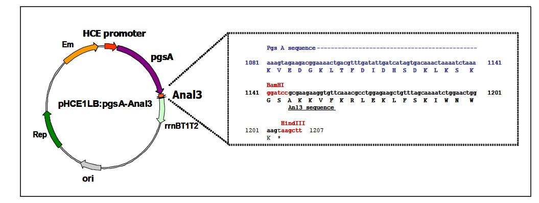 유용펩타이드 Anal3의 유전자 합성 및 유산균 표면발현용 벡터 plasmid.