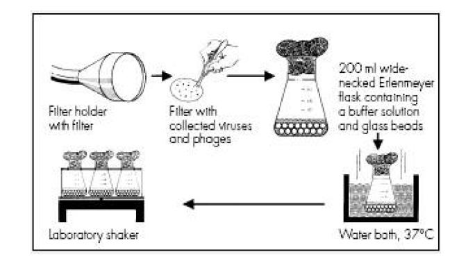 gelatine filter로부터 바이러스의 수확 순서 모식도