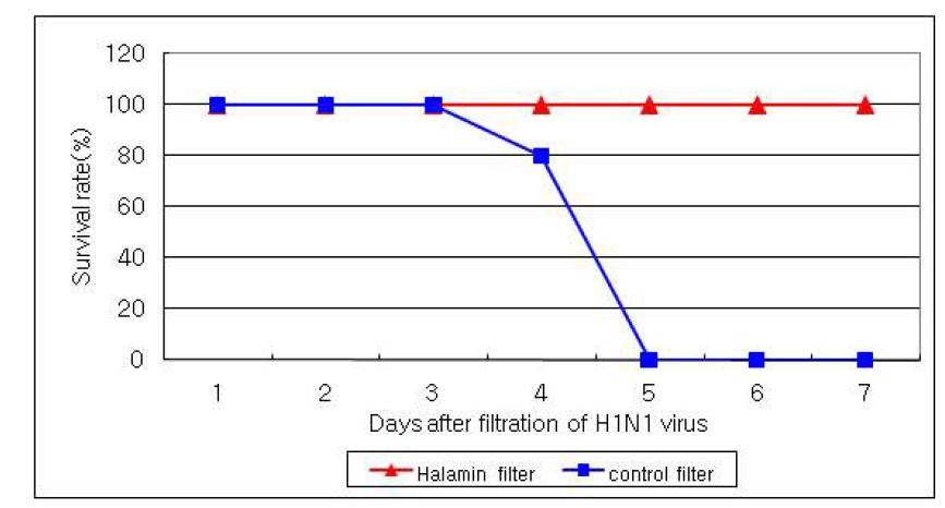 일반 필터 및 키토산/HAp/Halamine 복합섬유 filter 사용시 마우스 생존율 비교