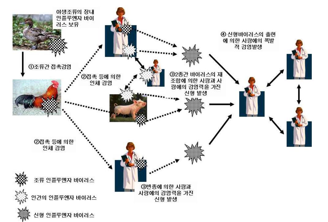조류 인플루엔자 바이러스와 신형 인플루엔자 바이러스의 관계