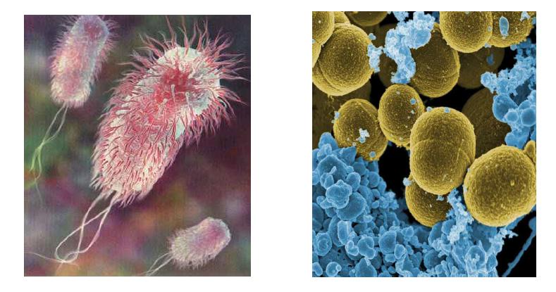 Microphotographs of gram-positive bacteria(E.coli) and gram-negative bacteria