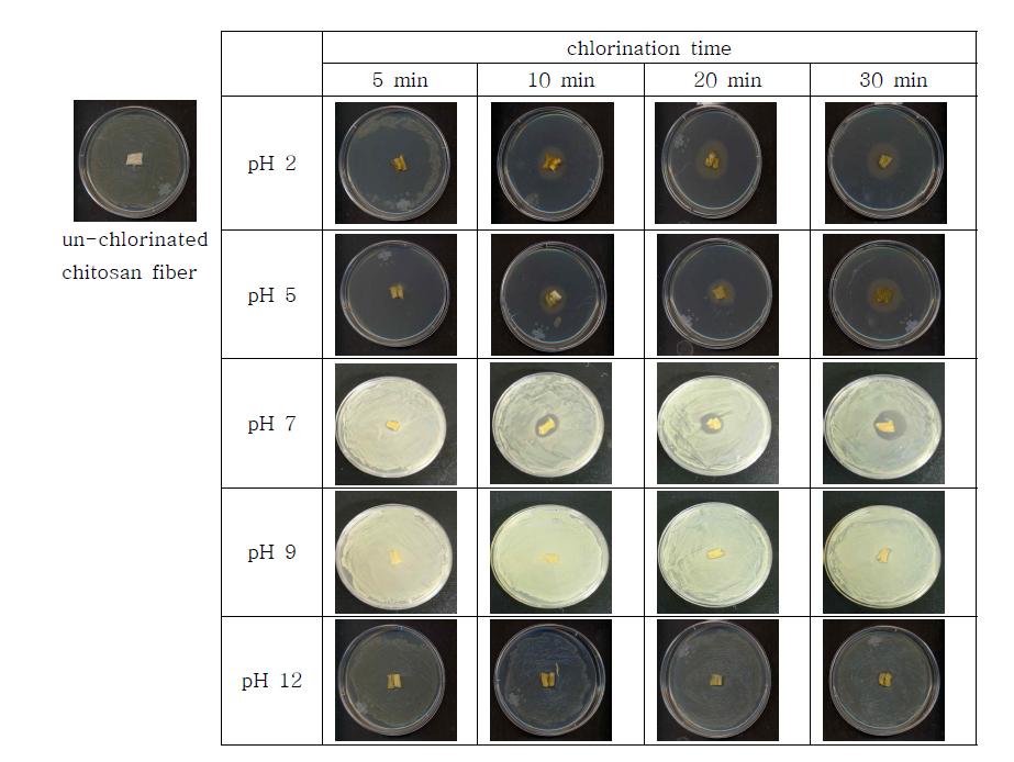 Antimicrobial properties through growth inbition zone of chlorinated chitosan fibers according to pH and chlorination time against E.coli