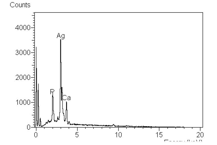 EDS curve of CH/HAp/Ag composite powder.