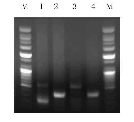 3B19, 10E21의 scFv의 VH 및 VL 유전자의 RT-PCR 결과