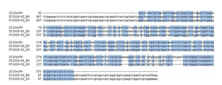 3B19 scFv의 VH 유전자의 염기서열 분석 결과