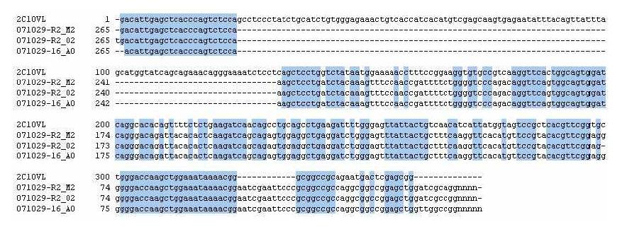 3B19 scFv의 VL 유전자의 염기서열 분석 결과
