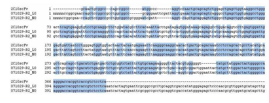 10E21 scFv의 VH 유전자의 염기서열 분석 결과