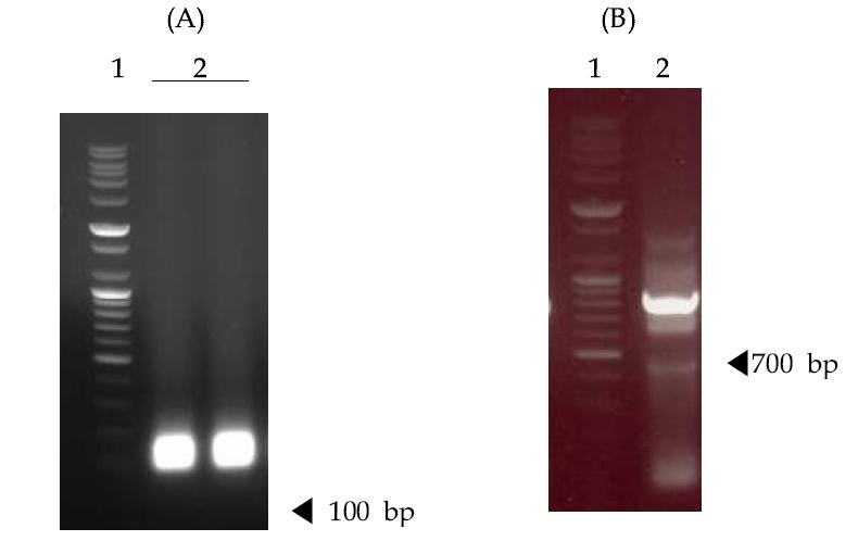 3B19 항체의 VH 및 VL 유전자와 링커 유전자를 각각 PCR 증폭하고 전기영동한 사진, A는 링커 유전자를 PCR 증폭 및 확인한 사진으로 lane 1